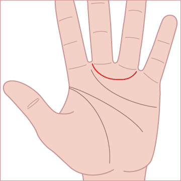 人差し指と中指の間から、薬指と小指の間に弧を描く線があるの画像