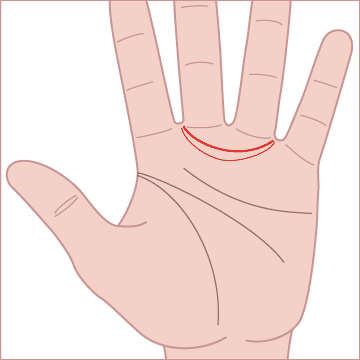 人差し指と中指の間から薬指と小指の間に向かう半円の線が、くっきりあるか複数あるの画像