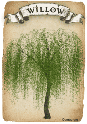 ヤナギの木のイラスト